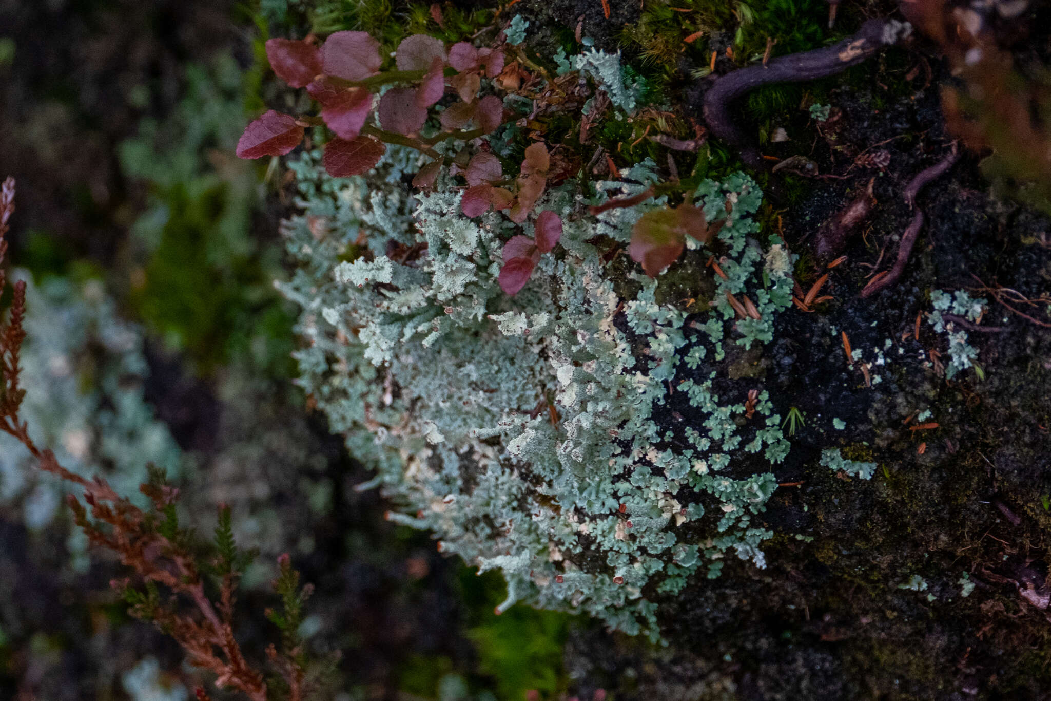 Image of Cladonia polydactyla (Flörke) Spreng.