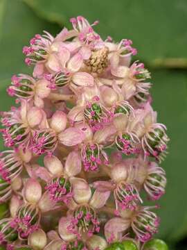 Image of Phytolacca polyandra Batalin