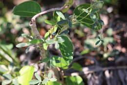 Image of small-leaf snoutbean