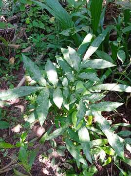 Image of wingleaf soapberry