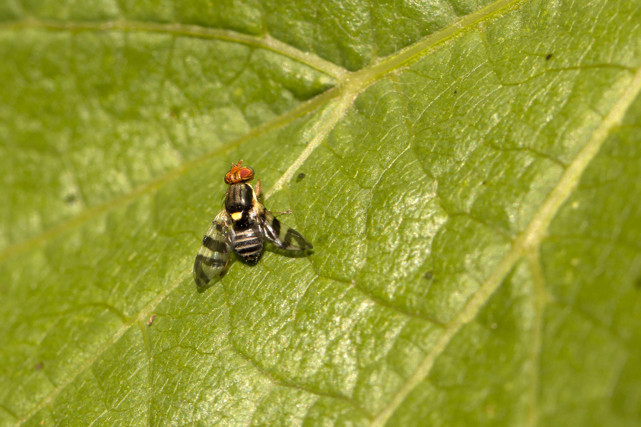 Image of cherry fruit fly