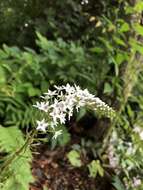 Image of Fortune Loosestrife