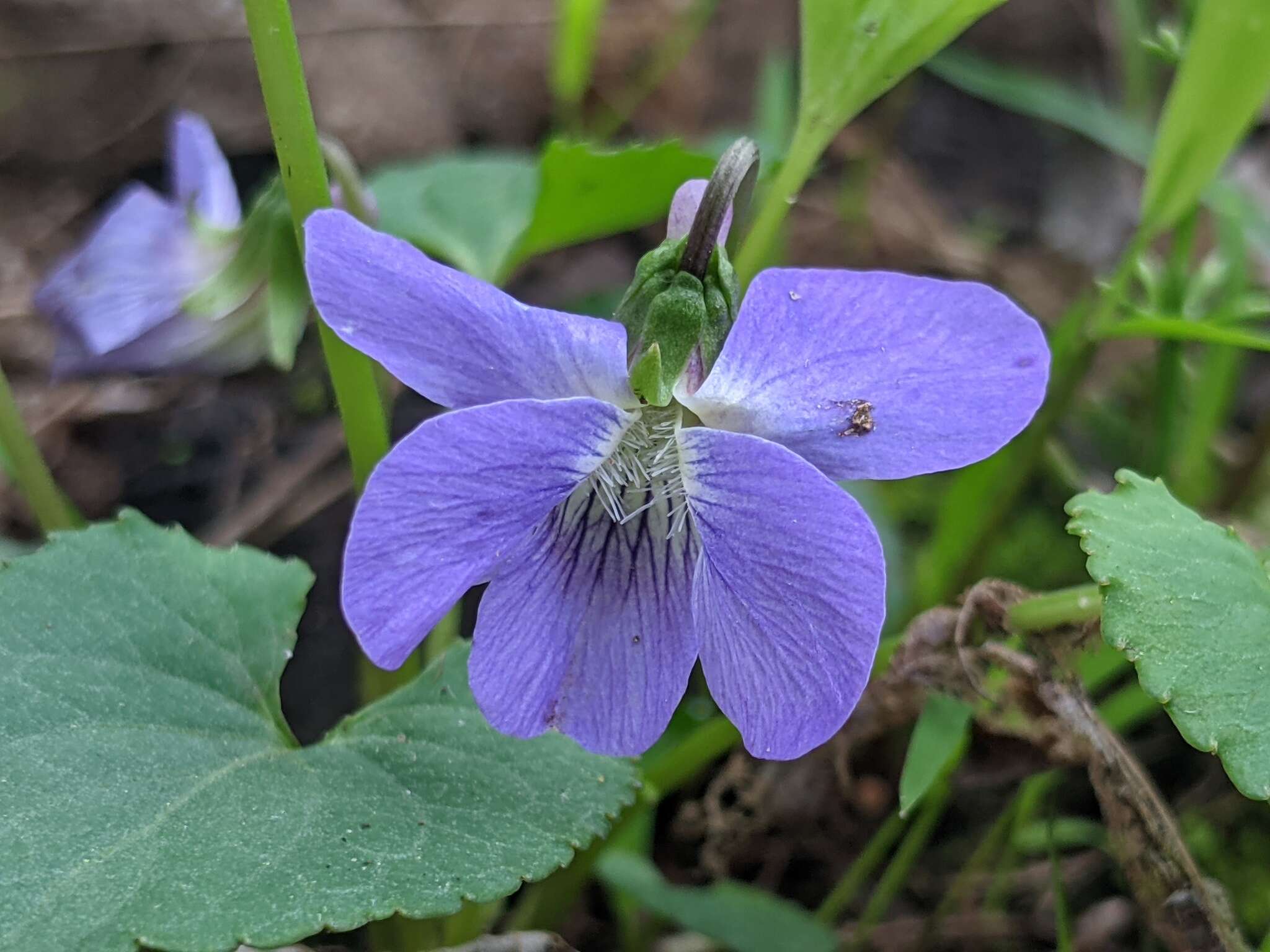 Image of Sand Violet