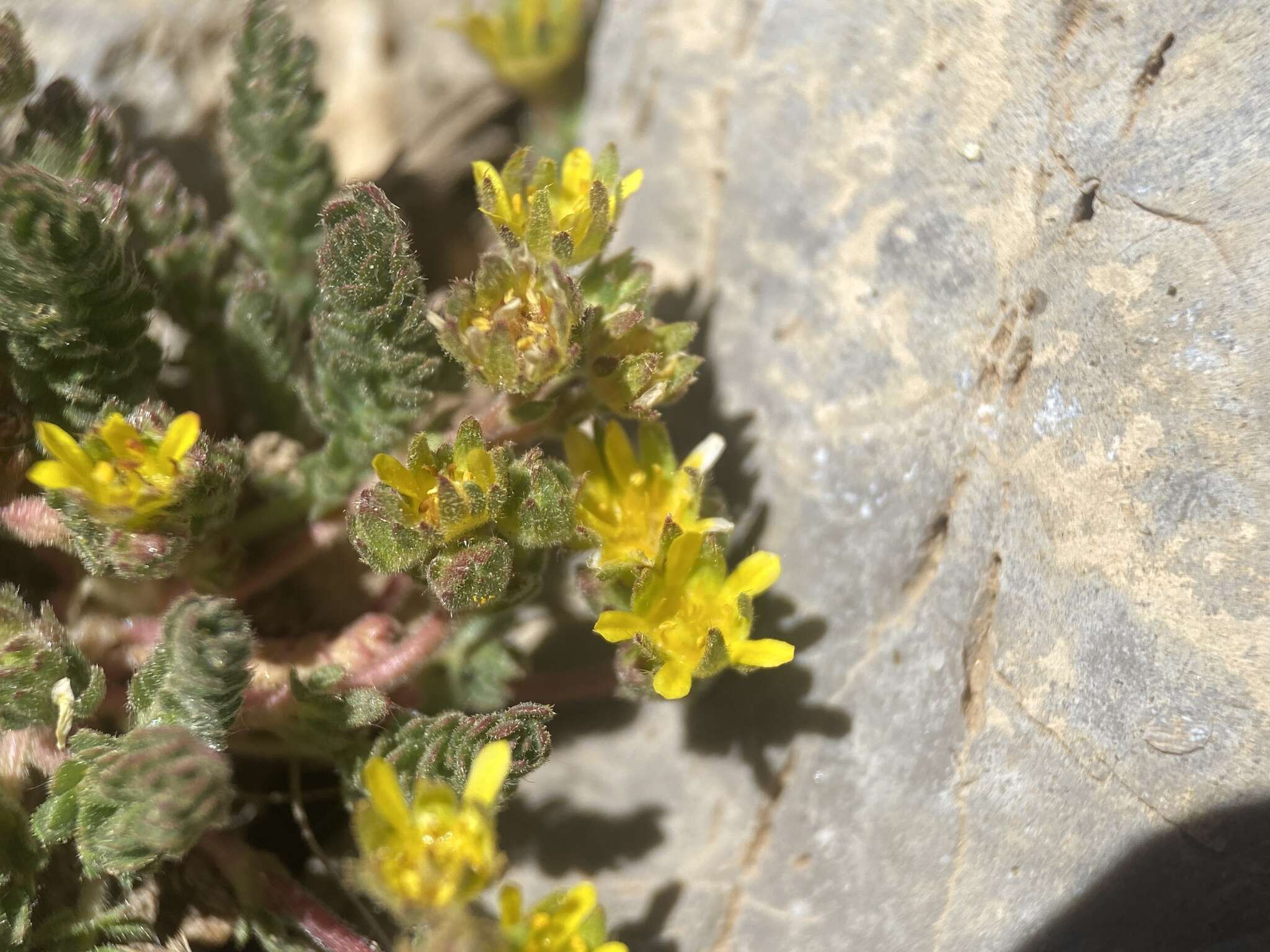 Image de Ivesia cryptocaulis (Clokey) Keck