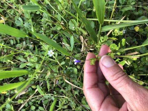 صورة Lindernia grandiflora Nutt.