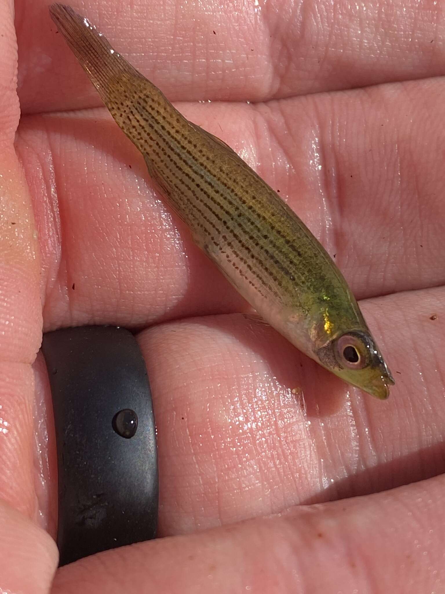 Image of Western starhead topminnow