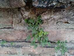 Sivun Asplenium ruta-muraria subsp. ruta-muraria kuva