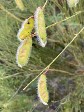 Sivun <i>Cytisus scoparius</i> subsp. <i>reverchonii</i> kuva