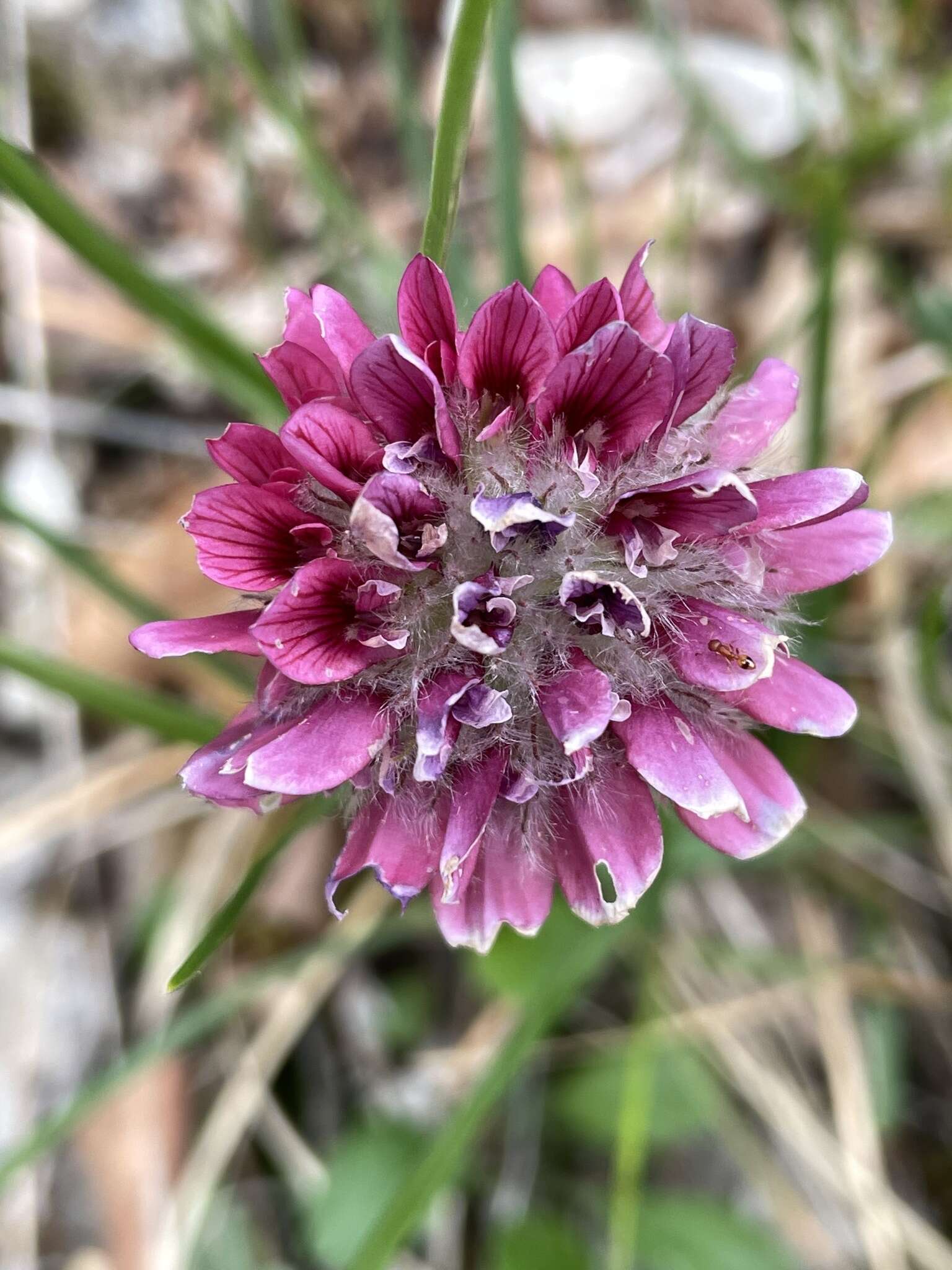 Image of Mountain Kidney Vetch