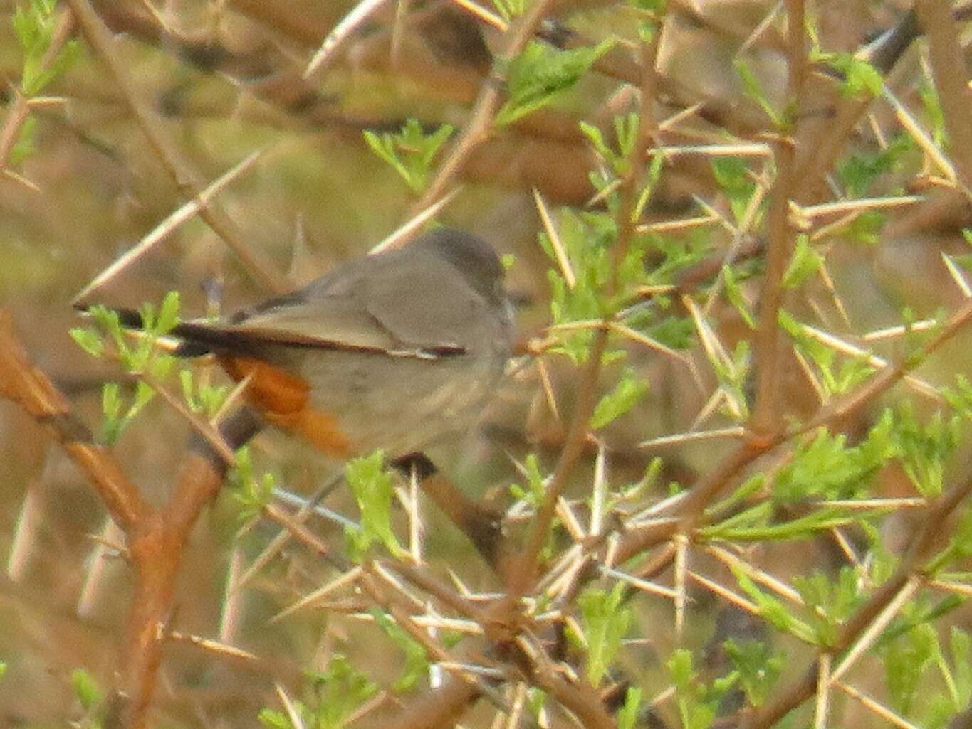 Image of Chestnut-vented Warbler