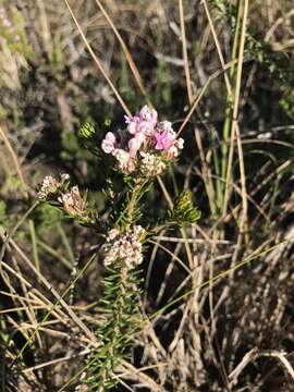 Image of Phylica gnidioides Eckl. & Zeyh.