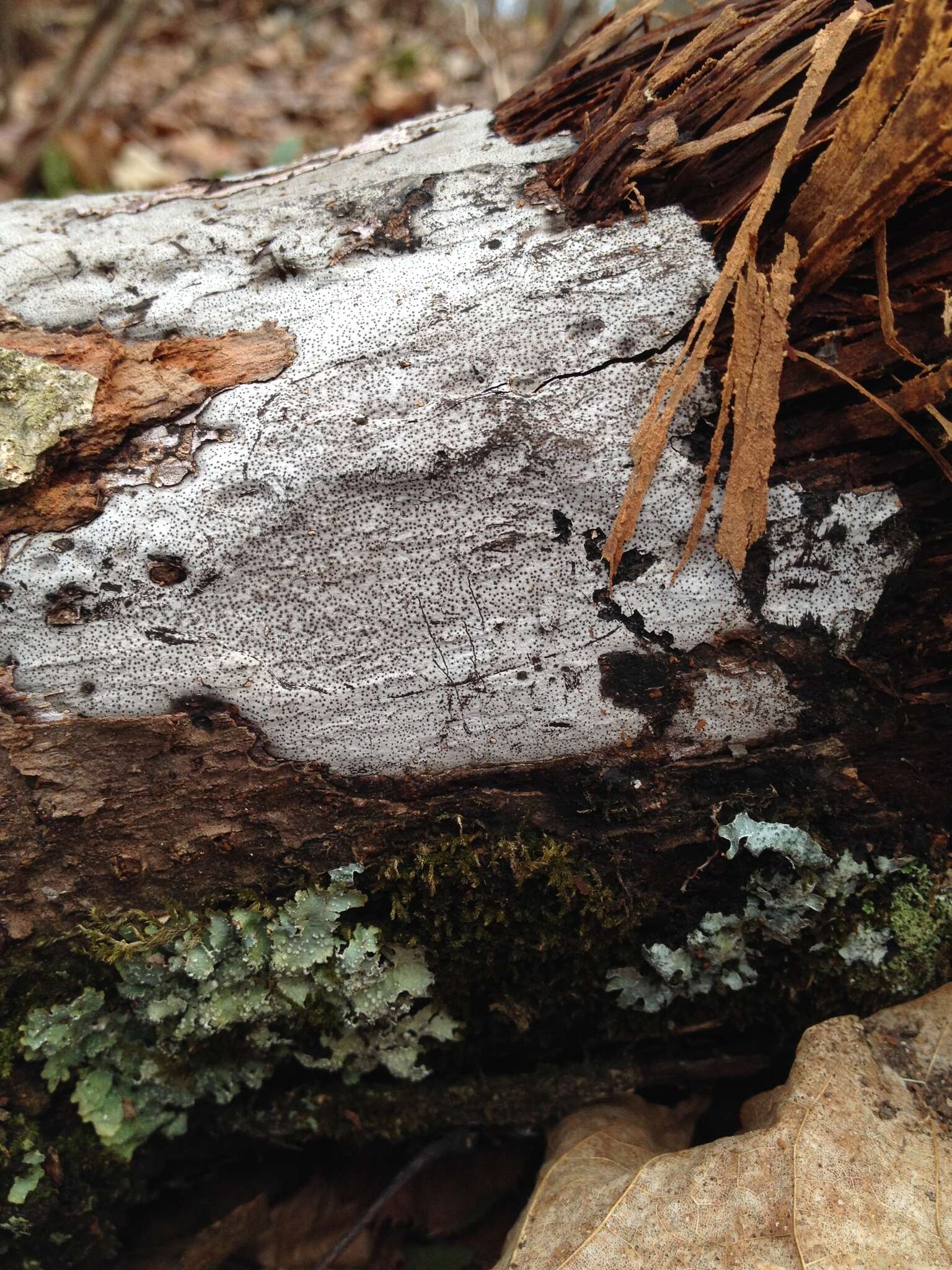 Image de Biscogniauxia atropunctata (Schwein.) Pouzar 1979