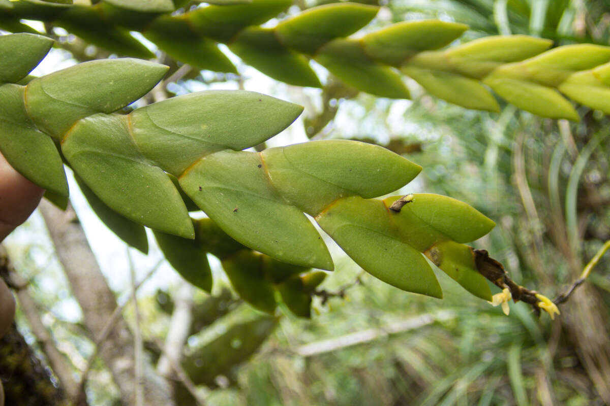 Dendrobium aloifolium (Blume) Rchb. fil.的圖片