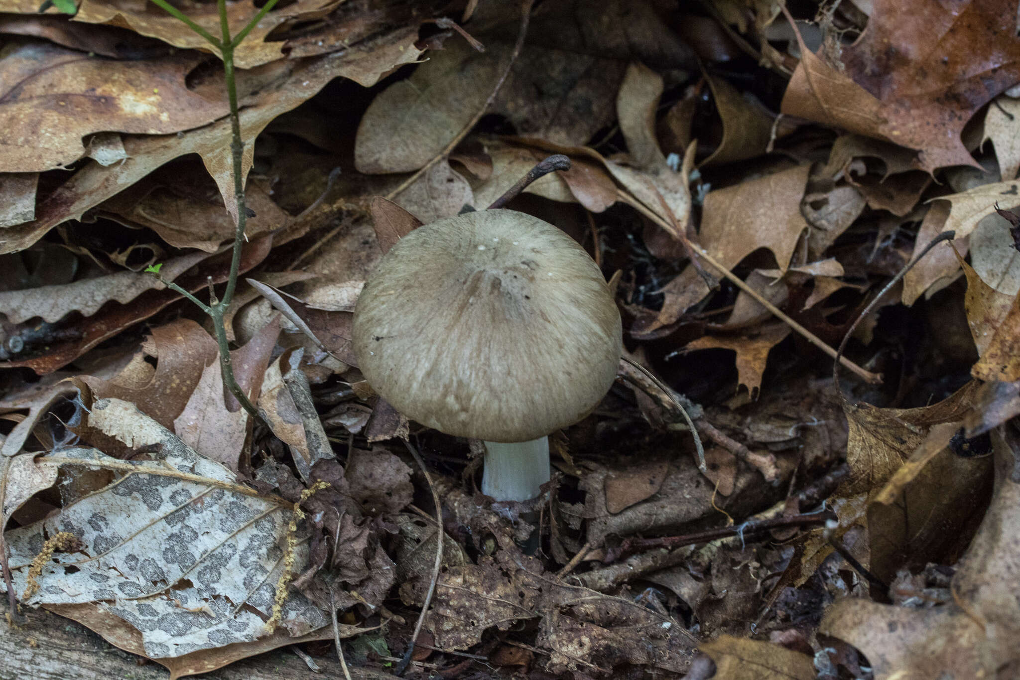 Image of Megacollybia rodmanii R. H. Petersen, K. W. Hughes & Lickey 2008