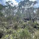 Image de Allocasuarina rigida subsp. rigida