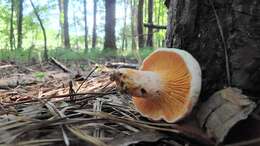 Image of Lactarius salmoneus Peck 1898