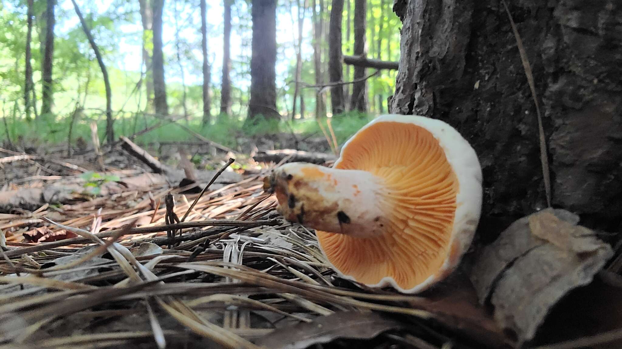 Слика од Lactarius salmoneus Peck 1898