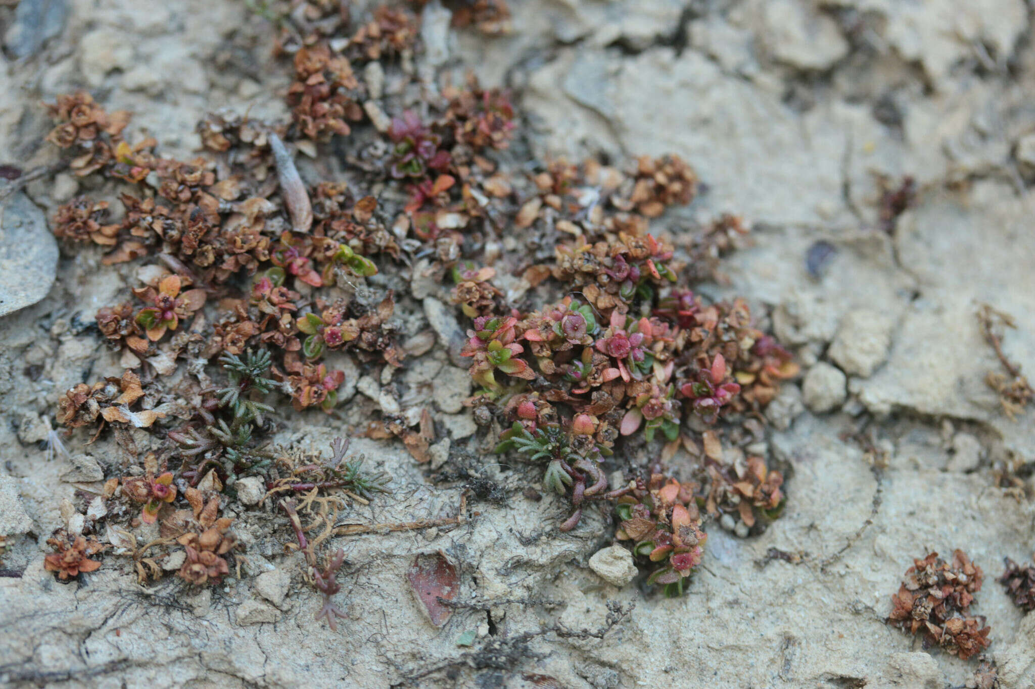 Image of Elatine hexandra (Lapierre) DC.