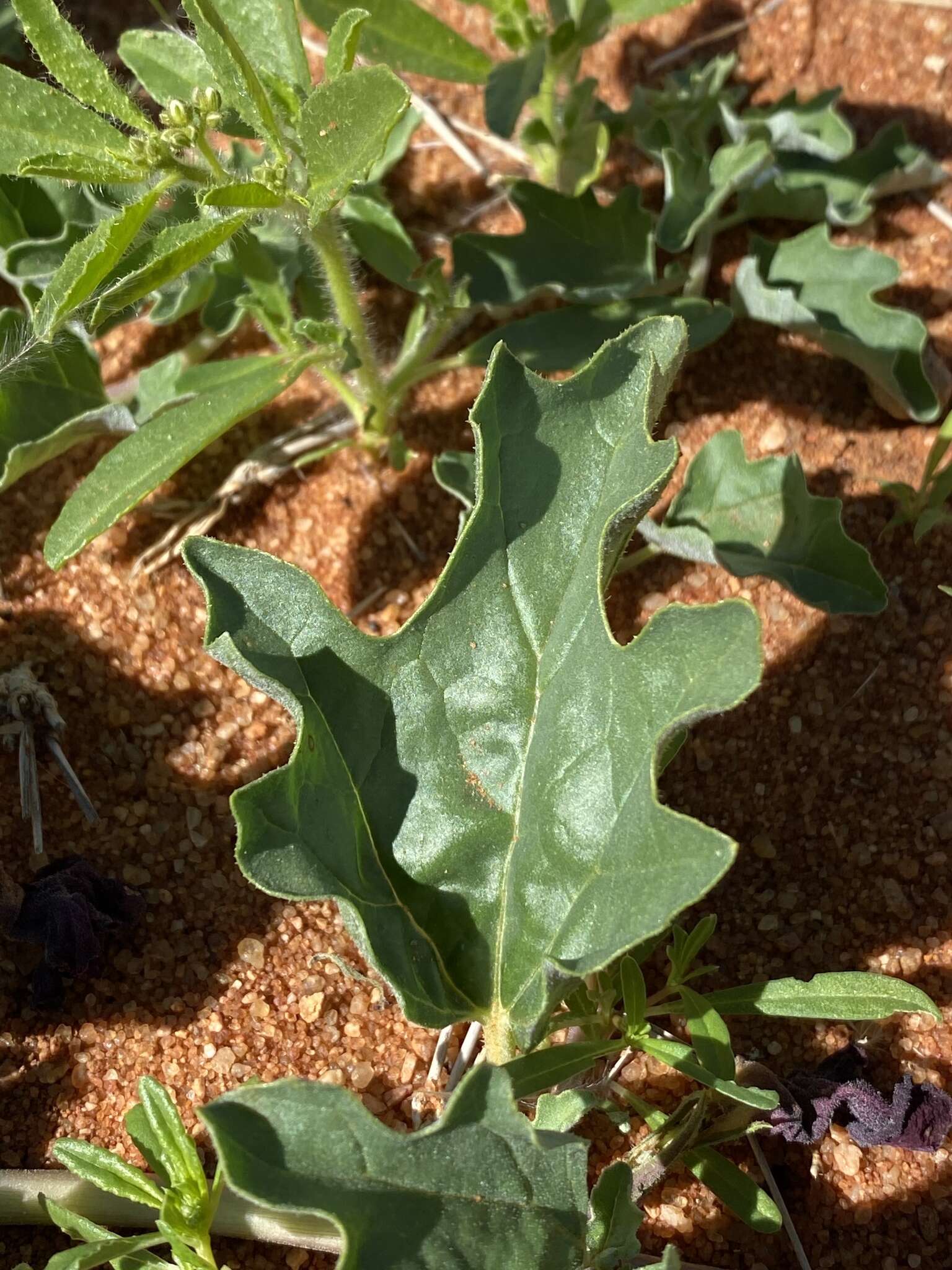 Image de Harpagophytum procumbens subsp. procumbens