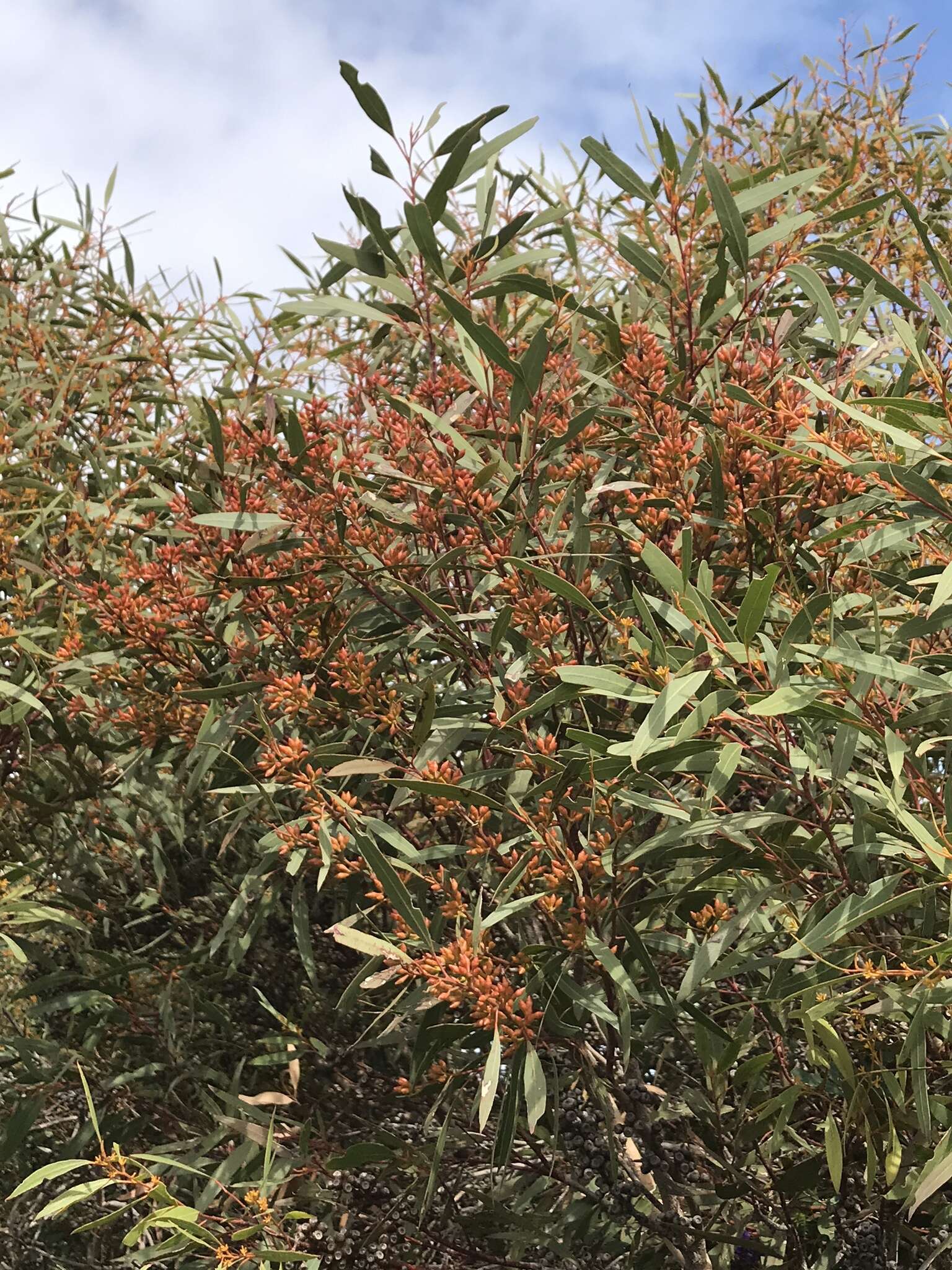 Image of Eucalyptus foecunda Schau.