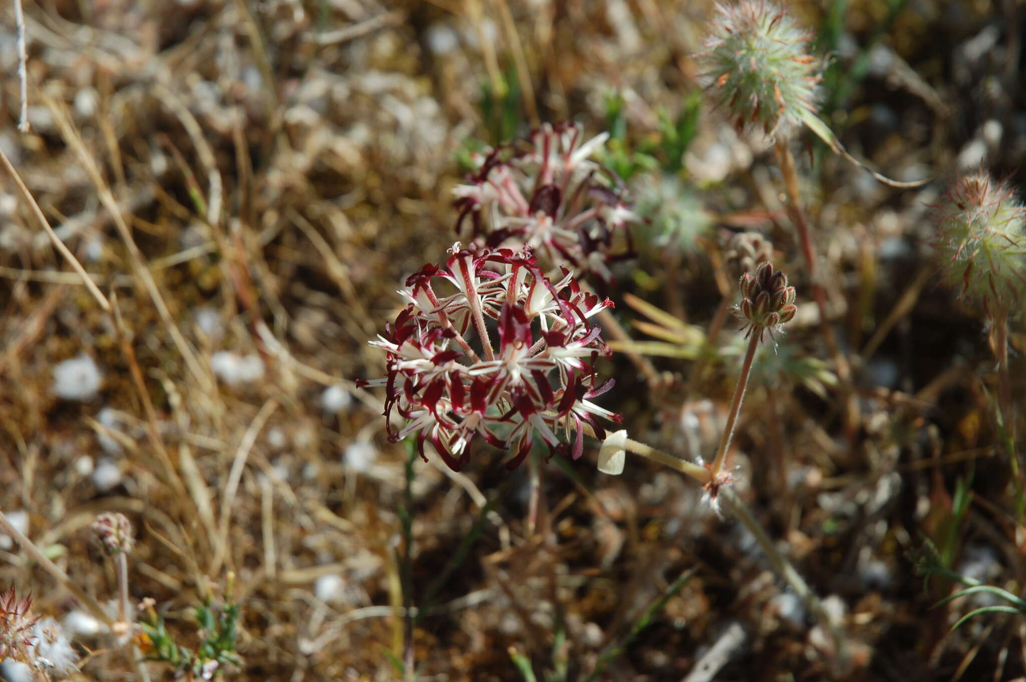 Image of Pelargonium auritum subsp. auritum