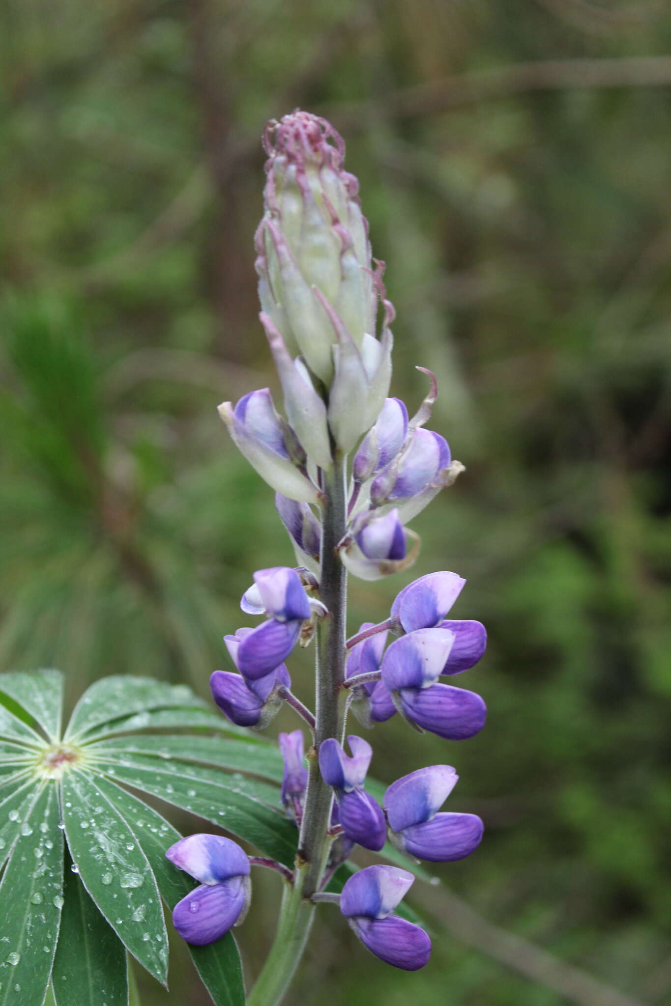 Image of Lupinus montanus Kunth