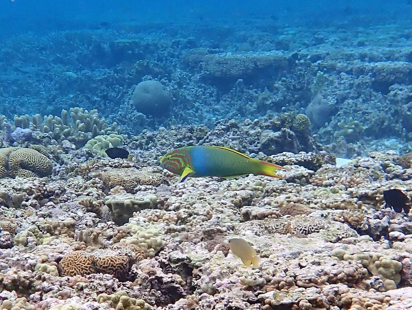 Thalassoma lutescens (Lay & Bennett 1839) resmi