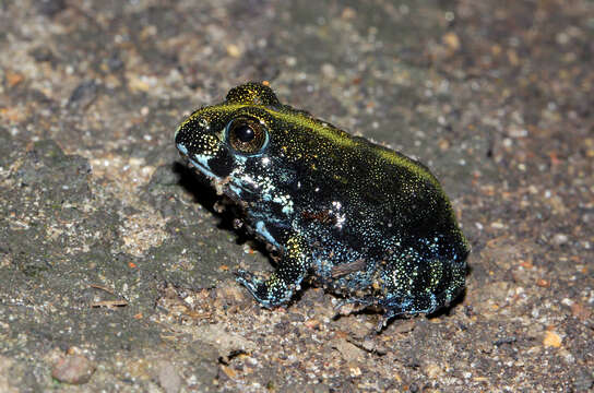 Image of Pyxicephalus angusticeps Parry 1982