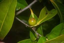 Diospyros fasciculosa (F. Muell.) F. Muell.的圖片