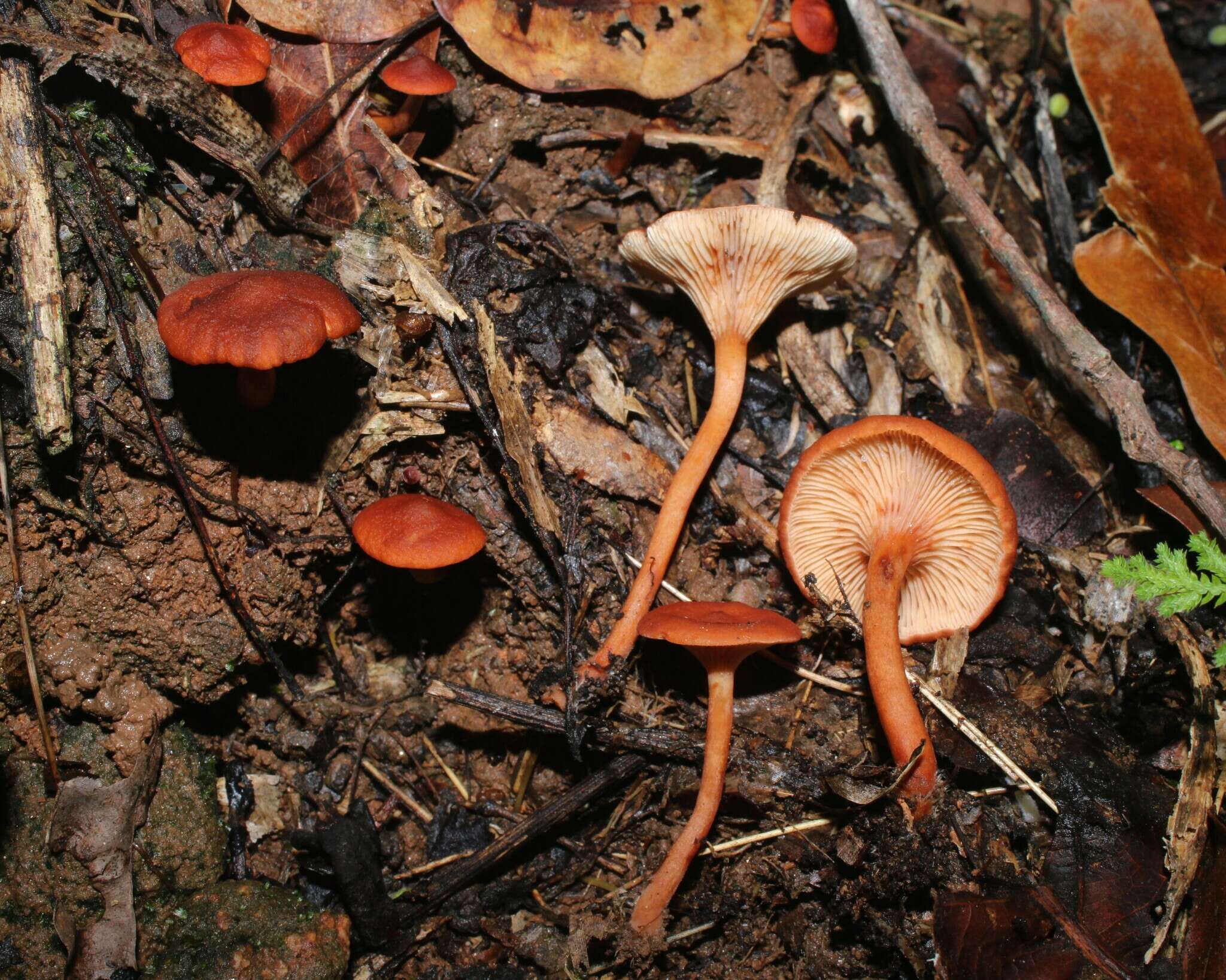 Plancia ëd Lactarius strigosipes Montoya & Bandala 2008