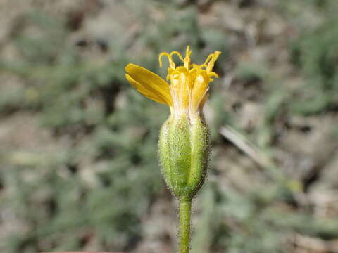 Image of leafy raillardiopsis