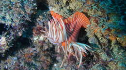 Image of Spinnaker anemone