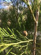 Image of Black Cypress-pine