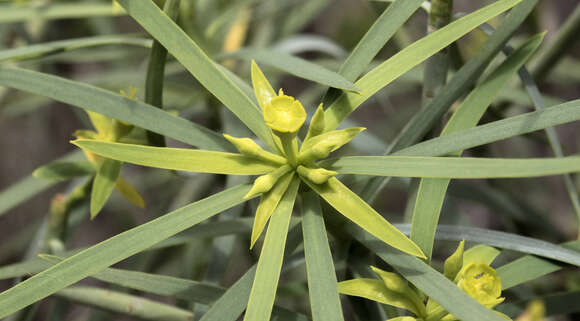 Слика од Euphorbia lamarckii Sweet