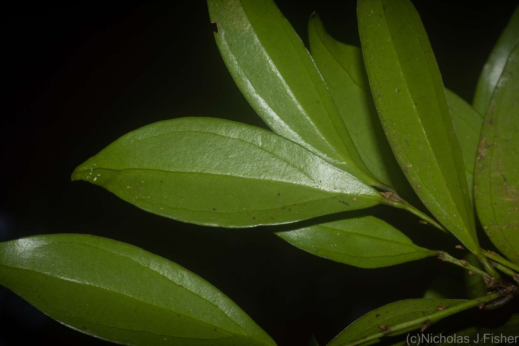 Image of Cryptocarya laevigata Bl.