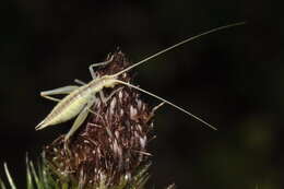 Image of tree-cricket