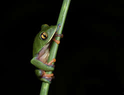 Image of blue-sided leaf frog