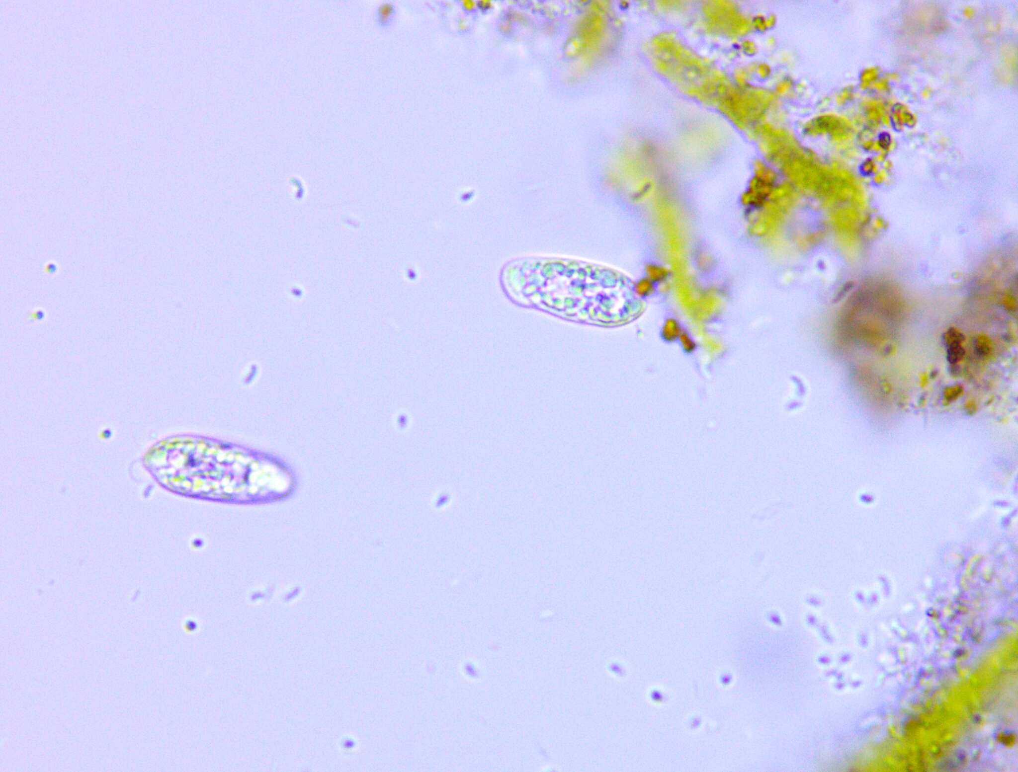 Cryptomonas paramecium的圖片