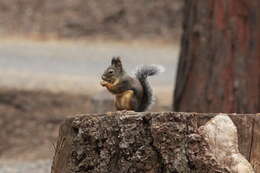 Image de Tamiasciurus douglasii (Bachman 1839)