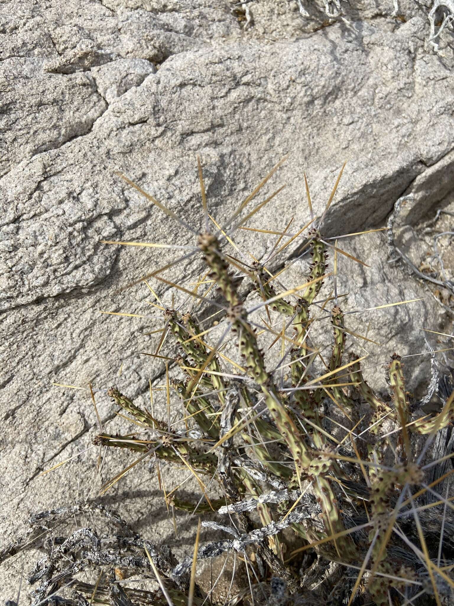 Sivun Cylindropuntia tesajo (Engelm. ex J. M. Coult.) F. M. Knuth kuva