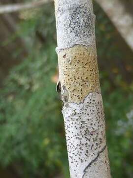 Image of gyrostomum lichen