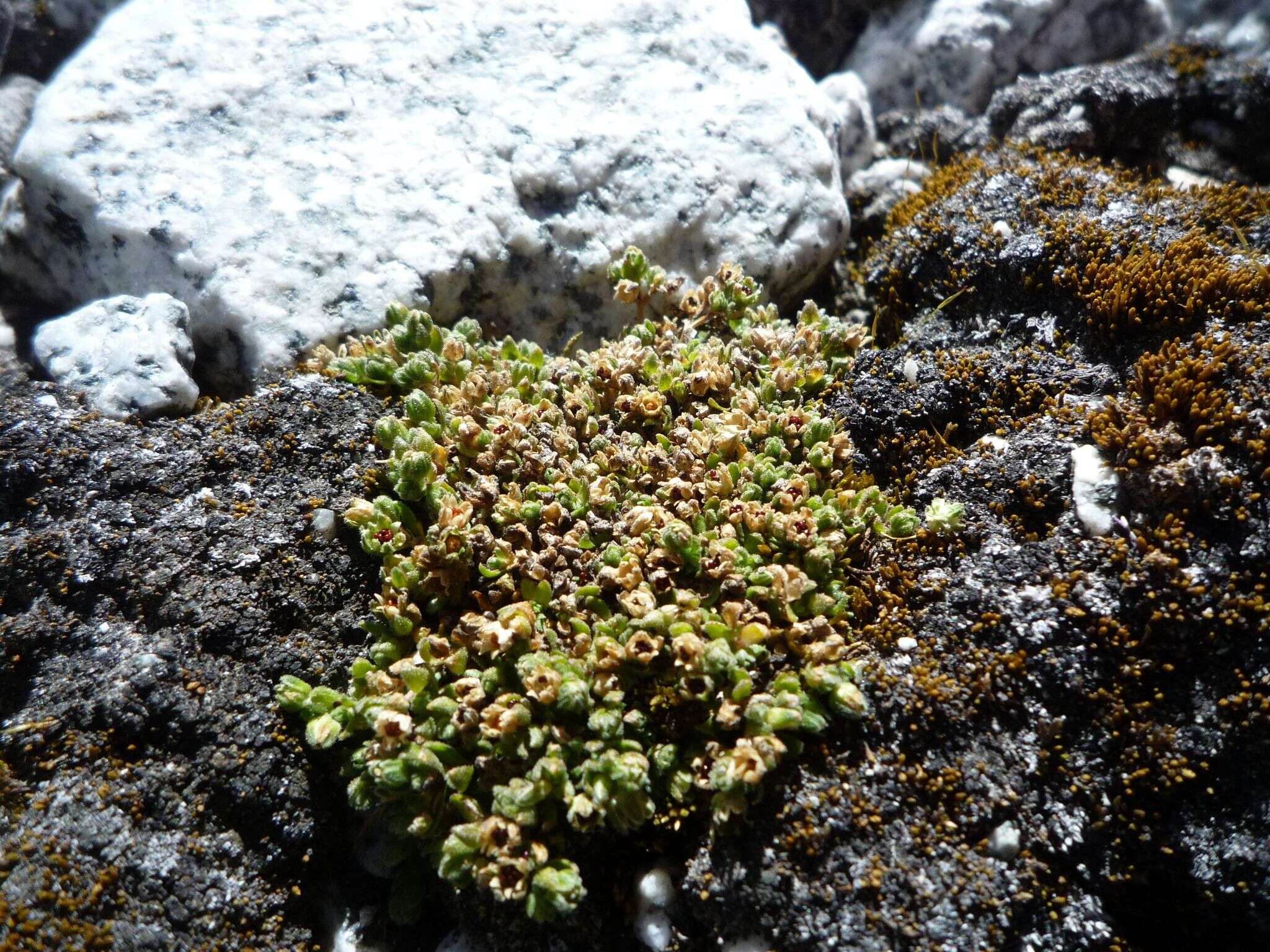 Plancia ëd Arenaria boliviana F. Williams