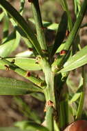 Image of East African Yellowwood