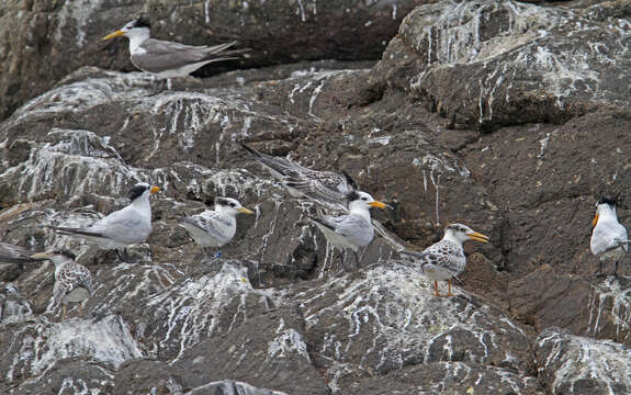 Image of Chinese Crested Tern