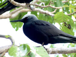 Image of Black Noddy