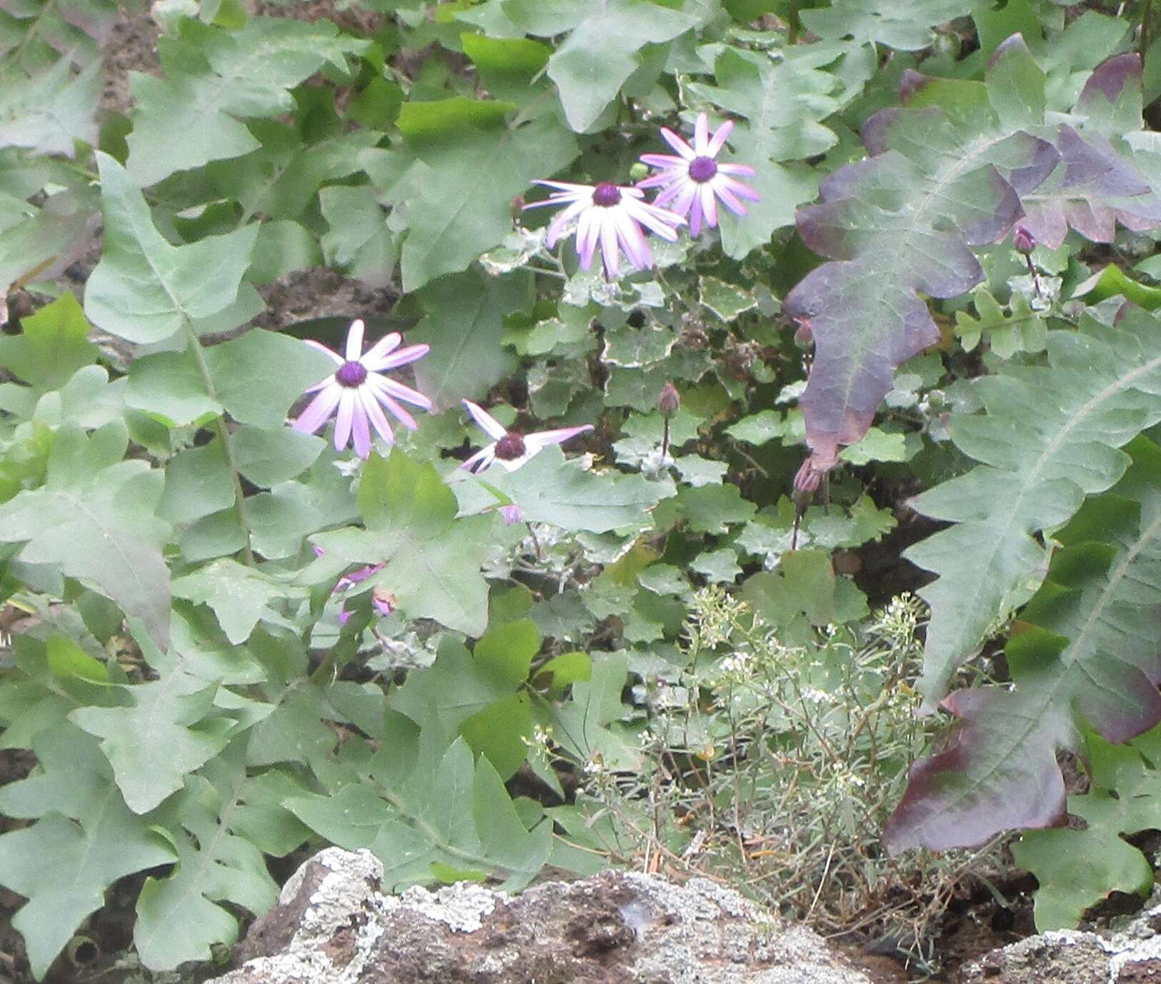 Imagem de Pericallis lanata (L'Hér.) B. Nord.