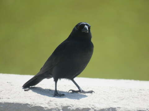 Image of Screaming Cowbird