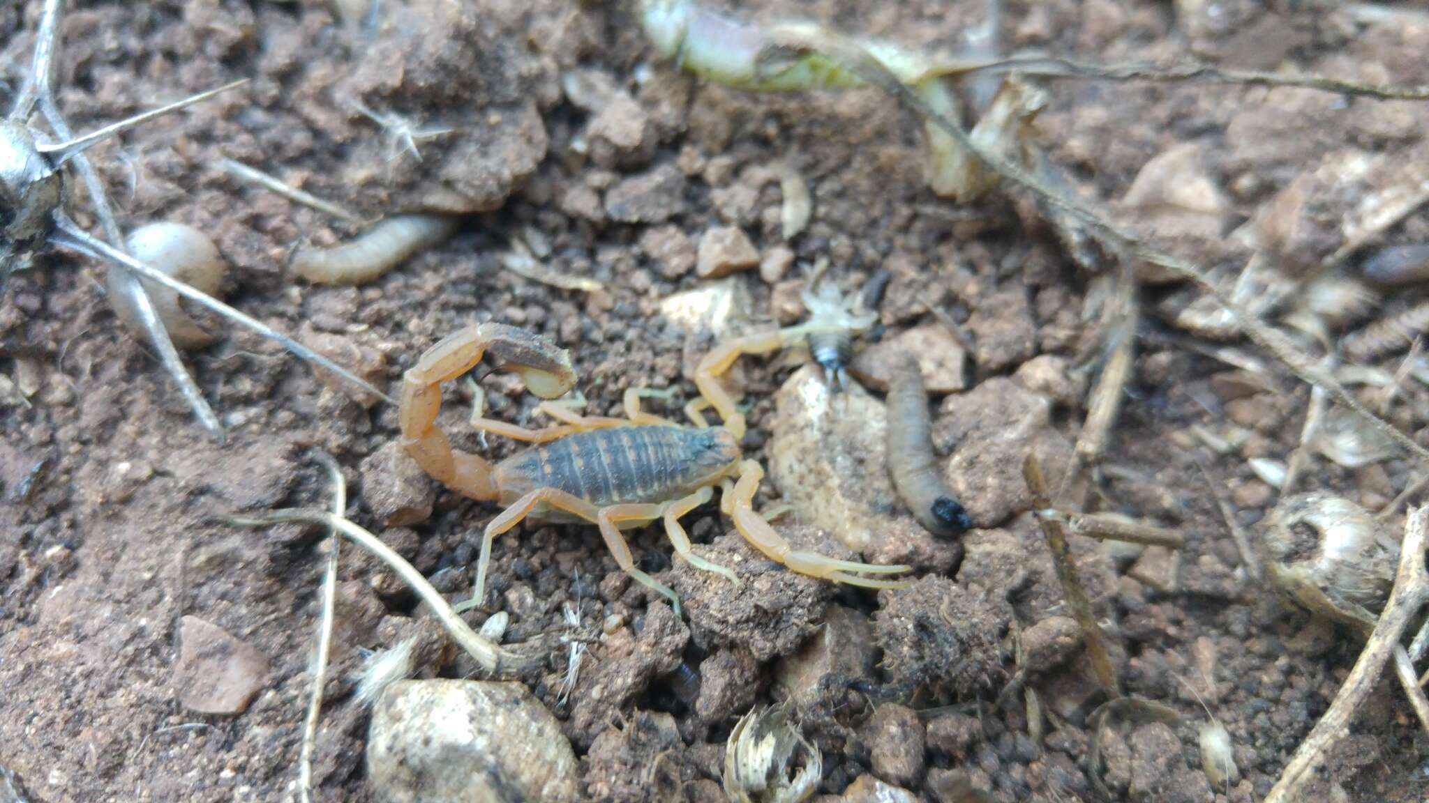 صورة Leiurus hebraeus (Birula 1908)