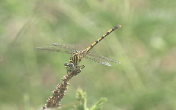 Imagem de Paragomphus lineatus (Selys 1850)