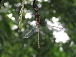 Слика од Macrothemis musiva Calvert 1898